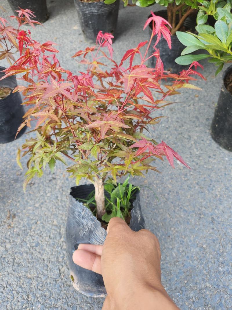 （精选）日本三季红枫基地种植量大有货