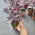 （精选）日本三季红枫基地种植量大有货