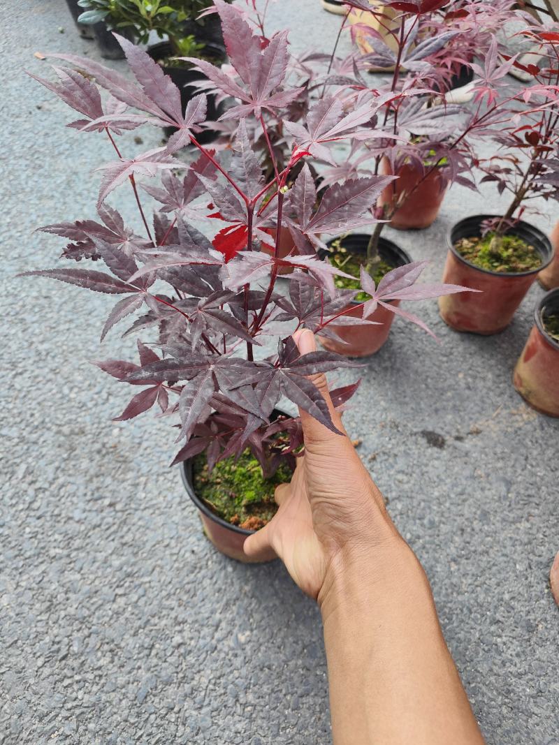 （精选）日本三季红枫基地种植量大有货