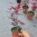（精选）日本三季红枫基地种植量大有货