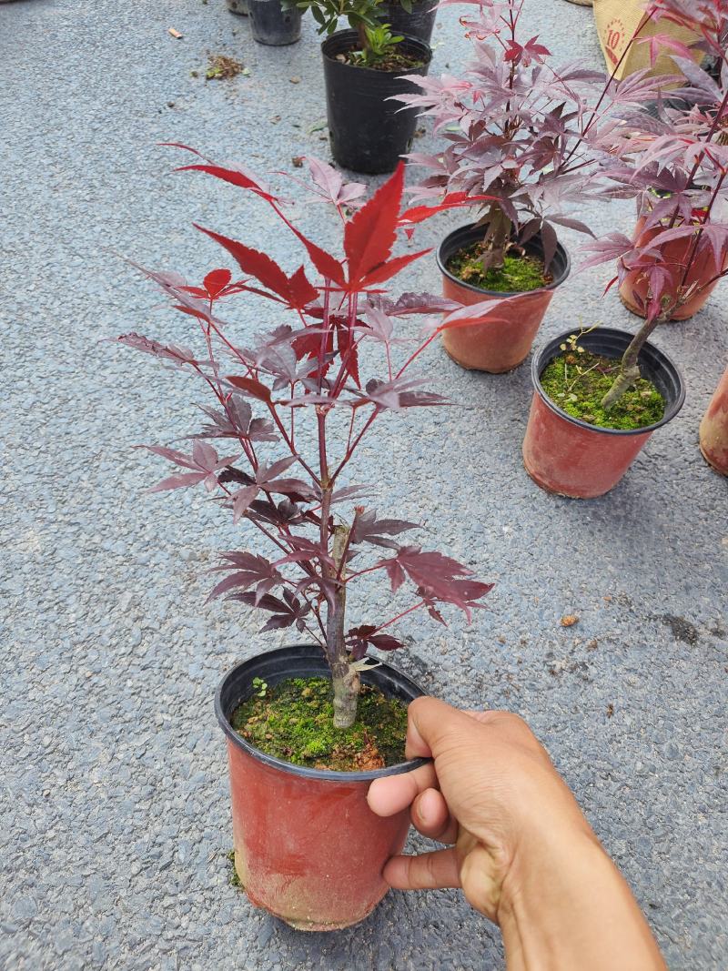 （精选）日本三季红枫基地种植量大有货