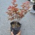 （精选）日本三季红枫基地种植量大有货