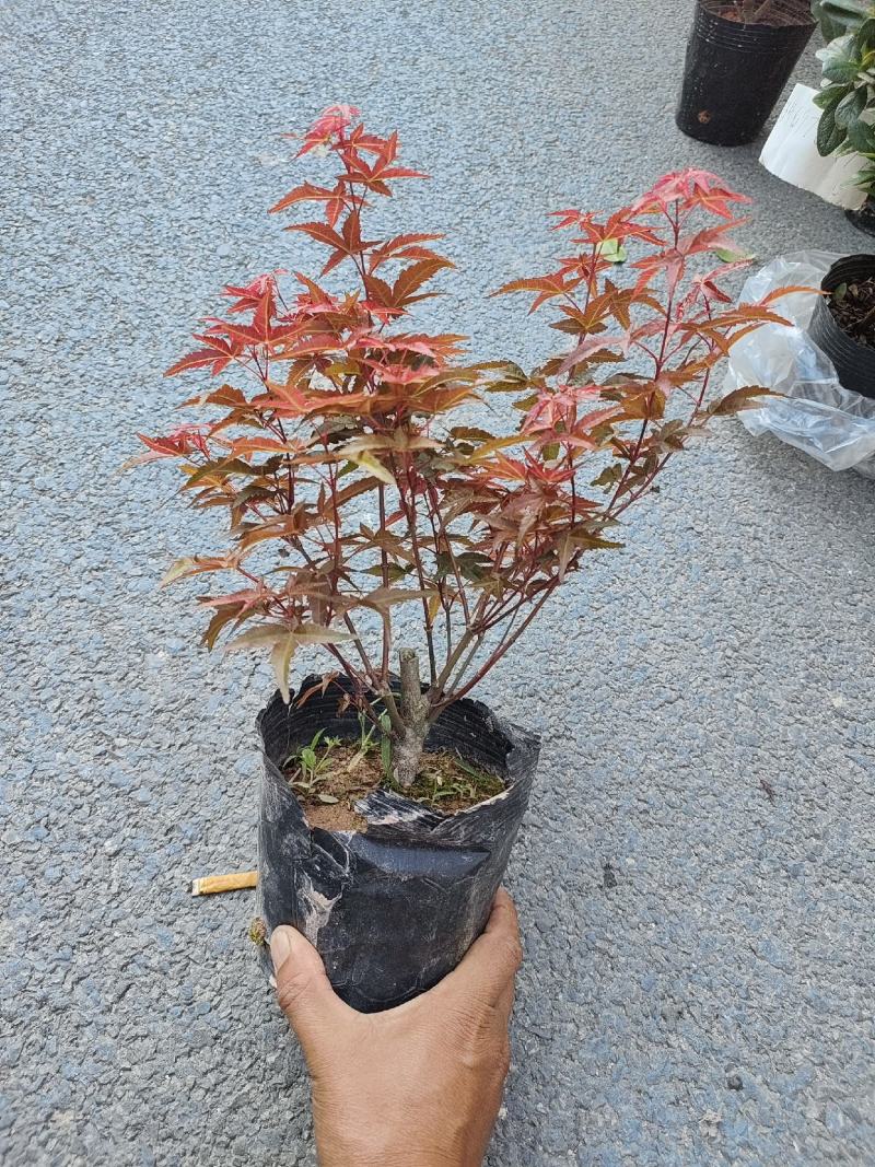 （精选）日本三季红枫基地种植量大有货