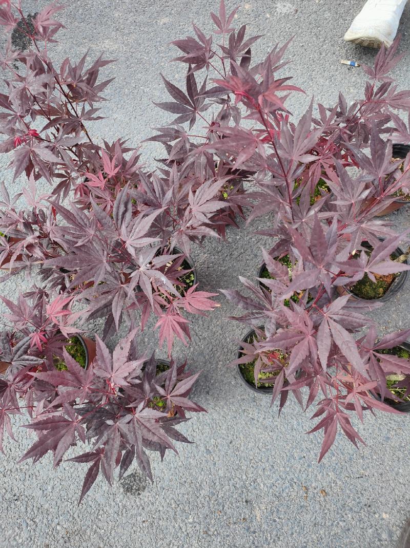 （精选）日本三季红枫基地种植量大有货