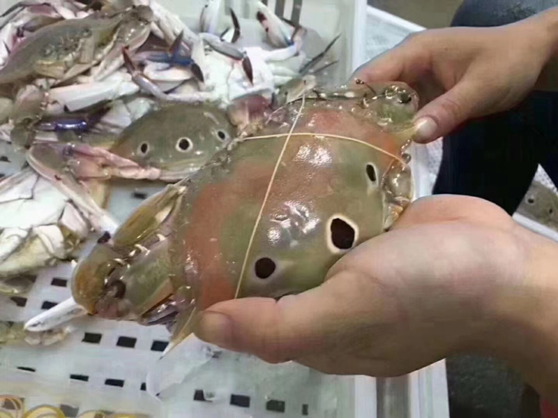 三眼蟹三目蟹三点蟹红星梭子蟹枪蟹海虫水蟹门蟹盖鱼童蟹