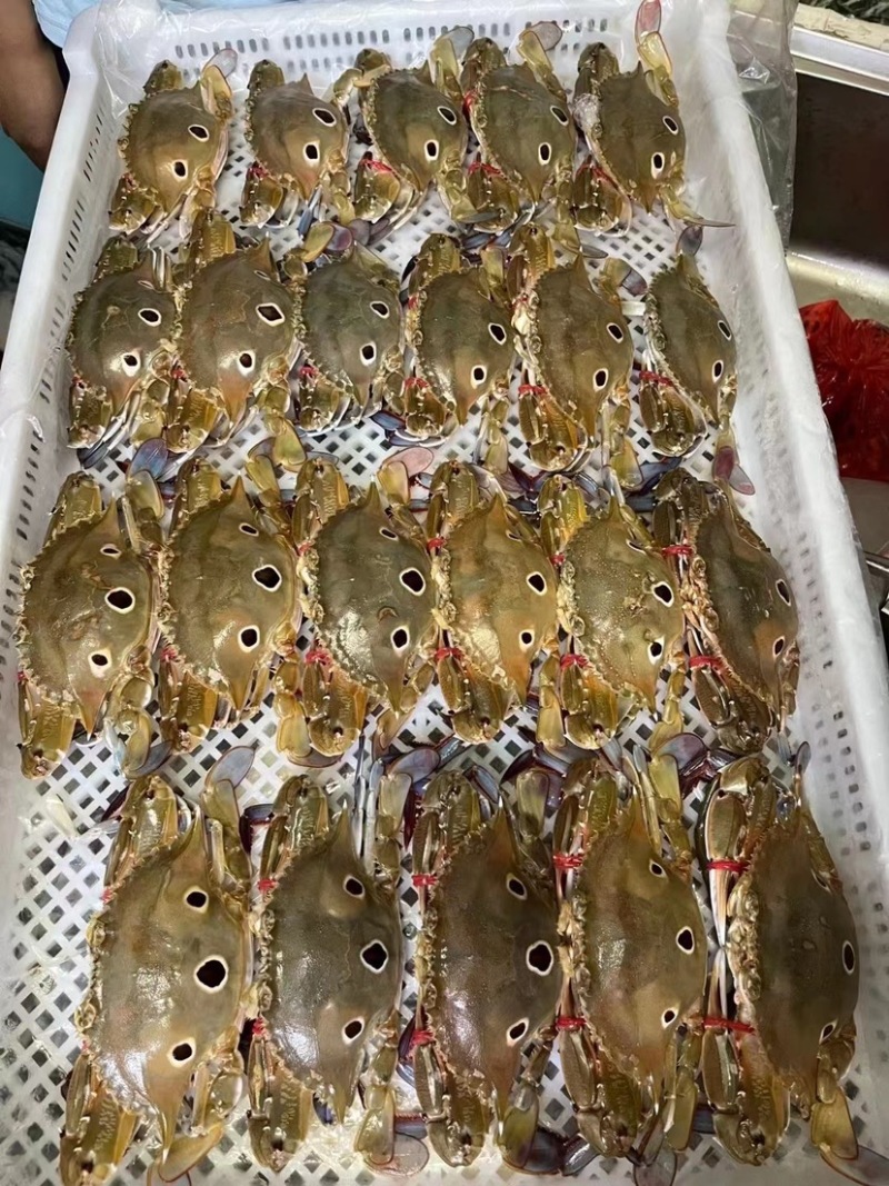 三眼蟹三目蟹三点蟹红星梭子蟹枪蟹海虫水蟹门蟹盖鱼童蟹