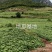 四川冕宁县绿色农产品凉薯地瓜大量上市味道脆甜化渣