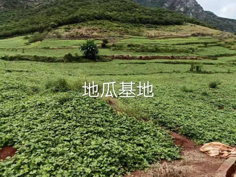 四川冕宁县绿色农产品凉薯地瓜大量上市味道脆甜化渣