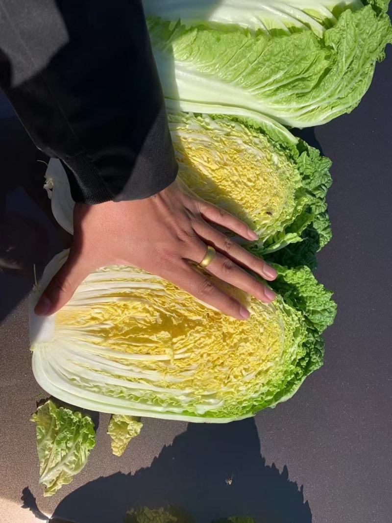 白菜北京3号，有需要联系，大量有货一手货源