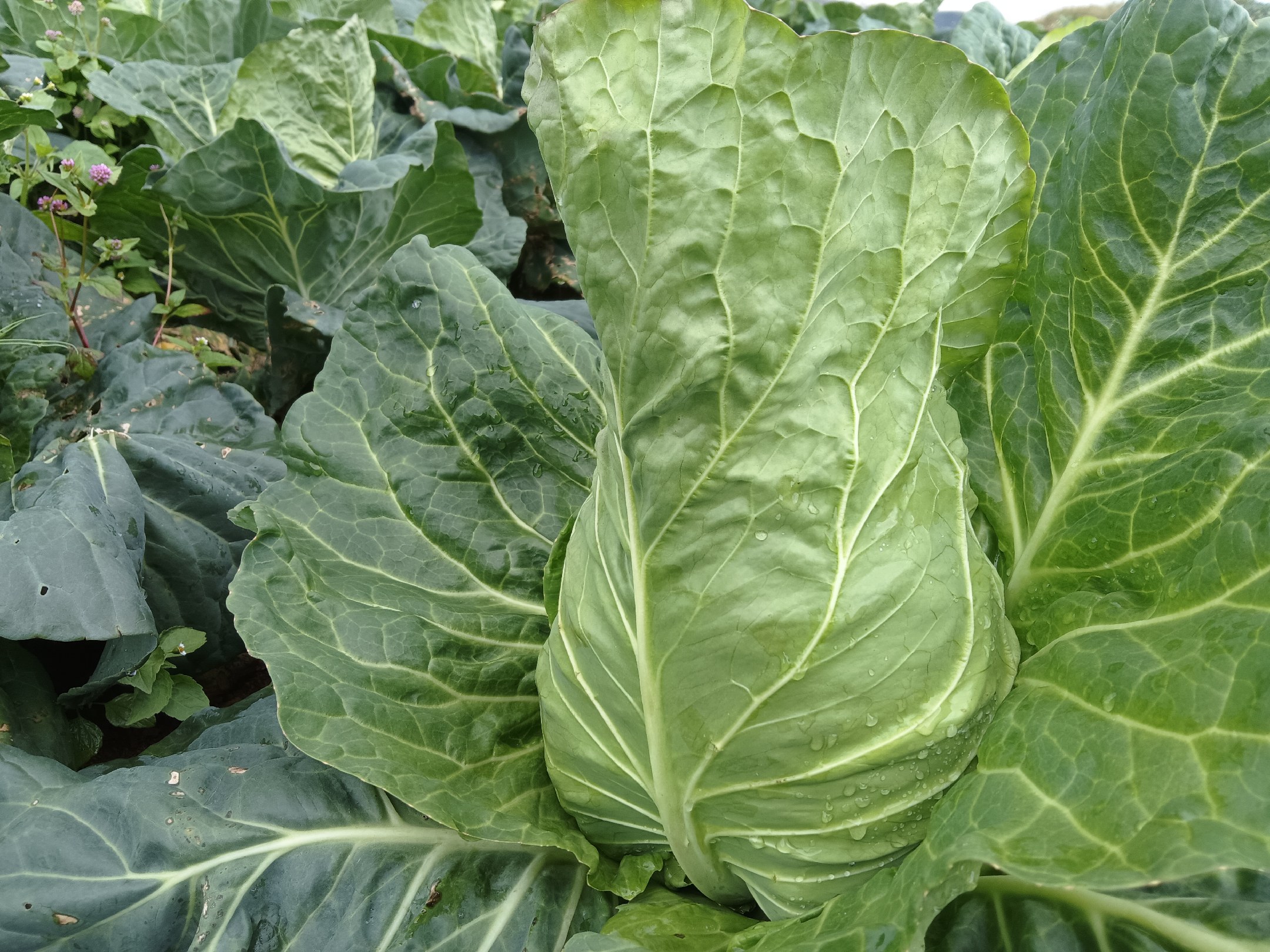 正在焯水的孢子甘蓝,锅中冒泡的热水中漂浮着绿色的小球 孢子甘蓝焯水过程