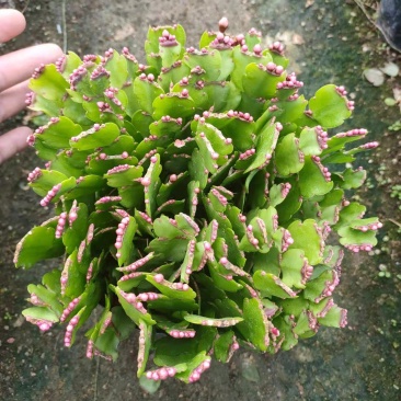 （精选）蟹爪兰基地种植量大有货