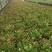 （精选）蟹爪兰基地种植量大有货
