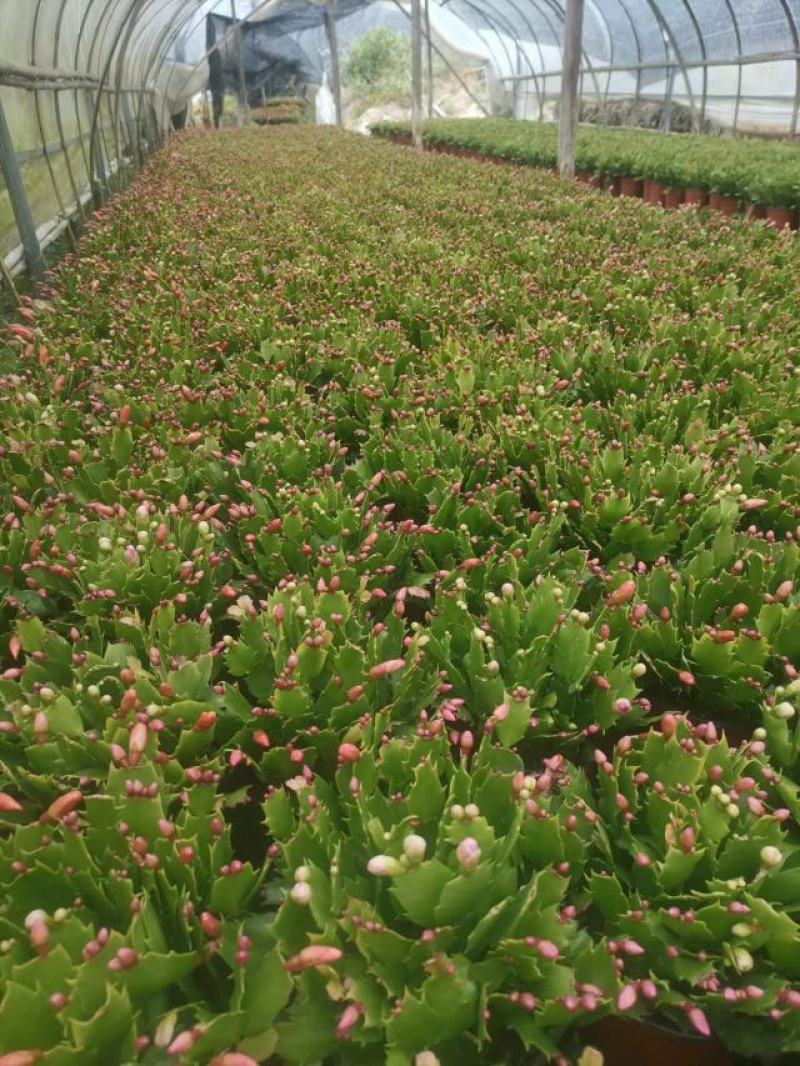 （精选）蟹爪兰基地种植量大有货