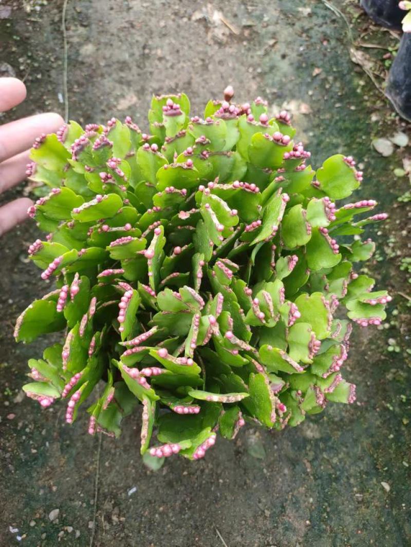 （精选）蟹爪兰基地种植量大有货