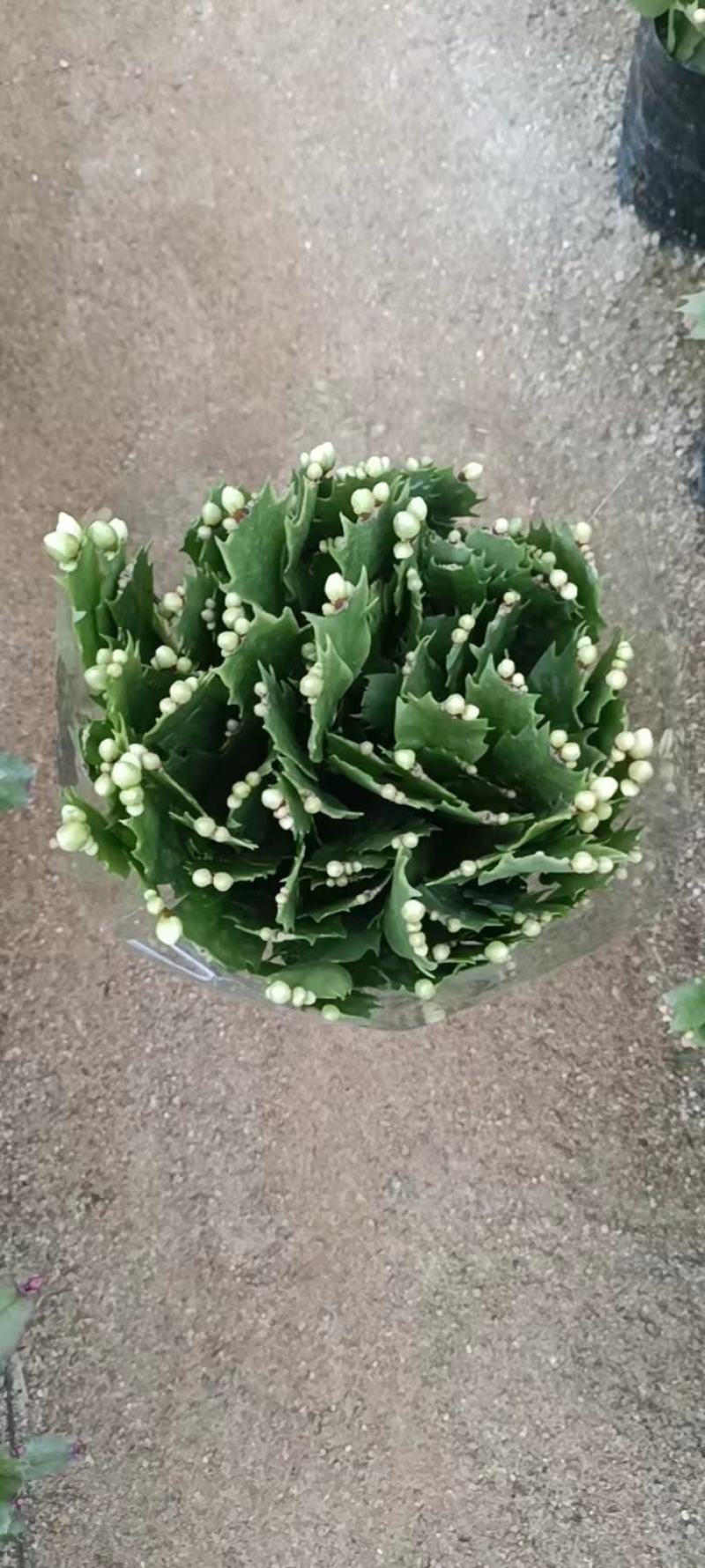 （精选）蟹爪兰基地种植量大有货