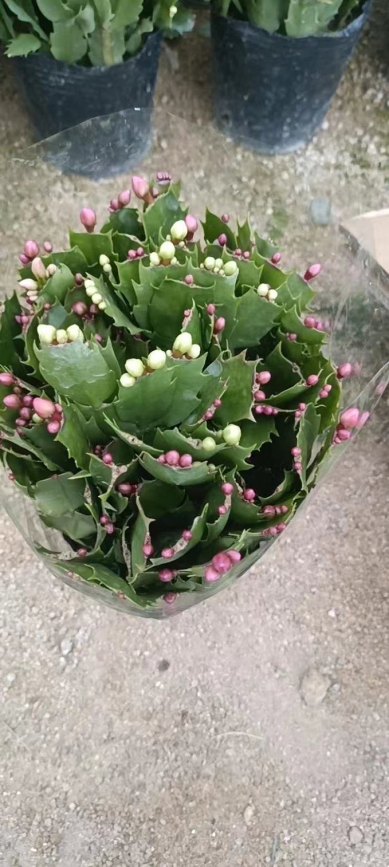 （精选）蟹爪兰基地种植量大有货