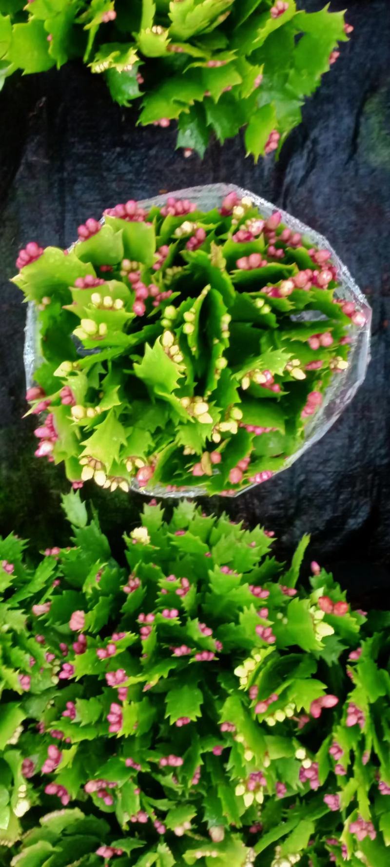 （精选）蟹爪兰基地种植量大有货