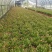 （精选）蟹爪兰基地种植量大有货