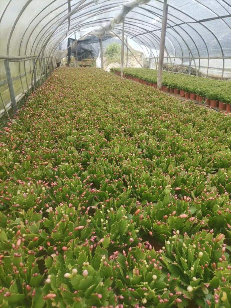 （精选）蟹爪兰基地种植量大有货