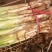 大葱大量有货有需要的联系我