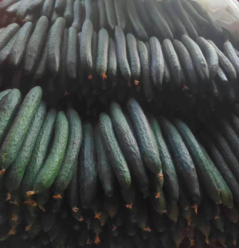 精品密刺青瓜产地直发品质优选农户现摘黄瓜，青瓜。