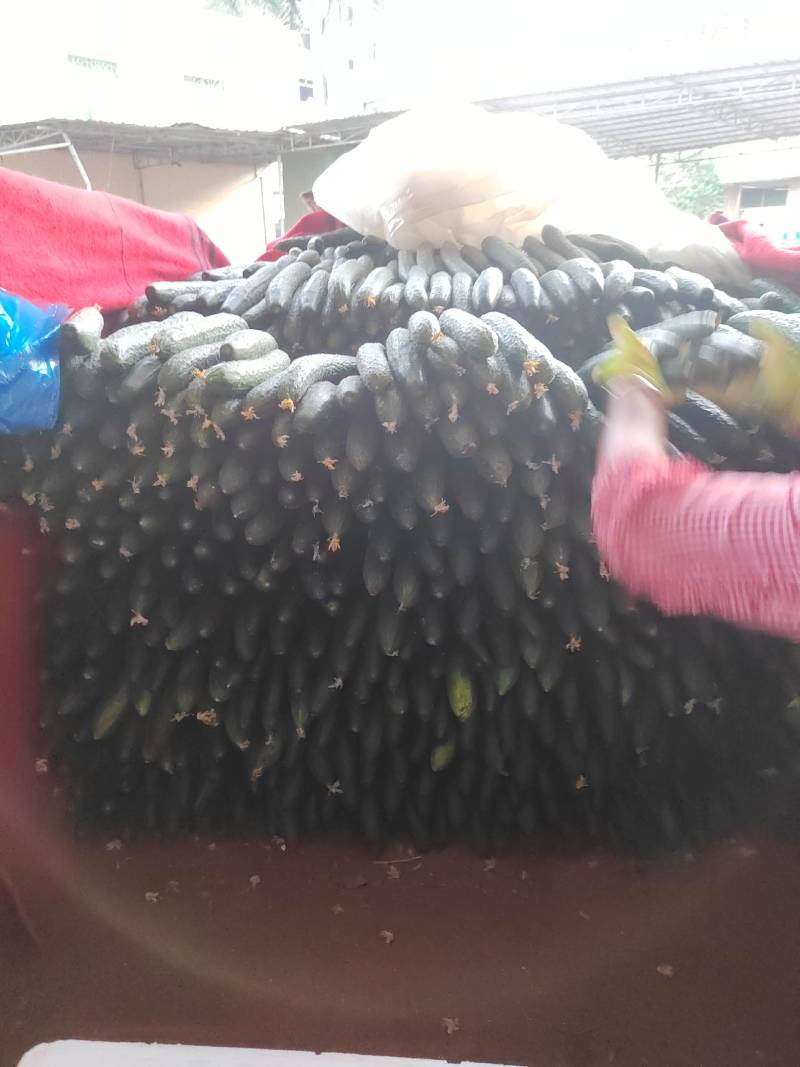 精品密刺青瓜产地直发品质优选农户现摘黄瓜，青瓜。