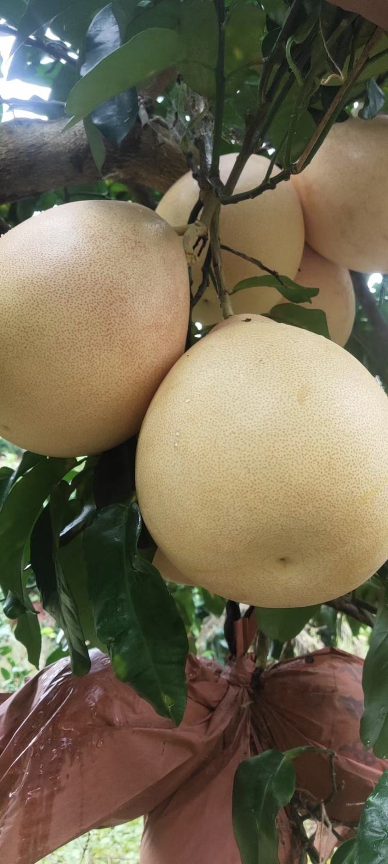 荔波红心柚子