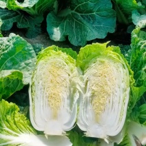 中卫市沙坡头区大白菜
