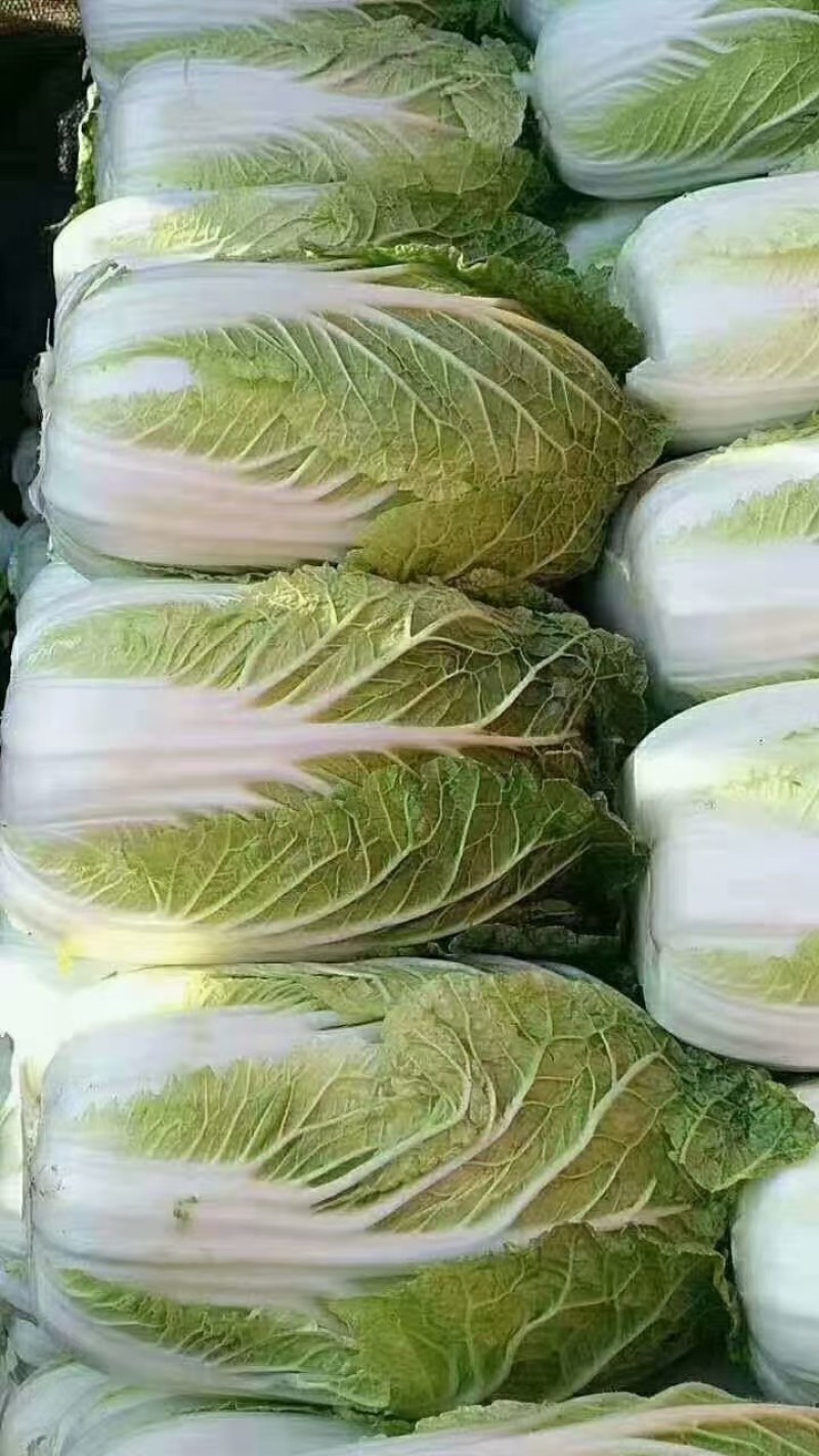 中卫市沙坡头区大白菜