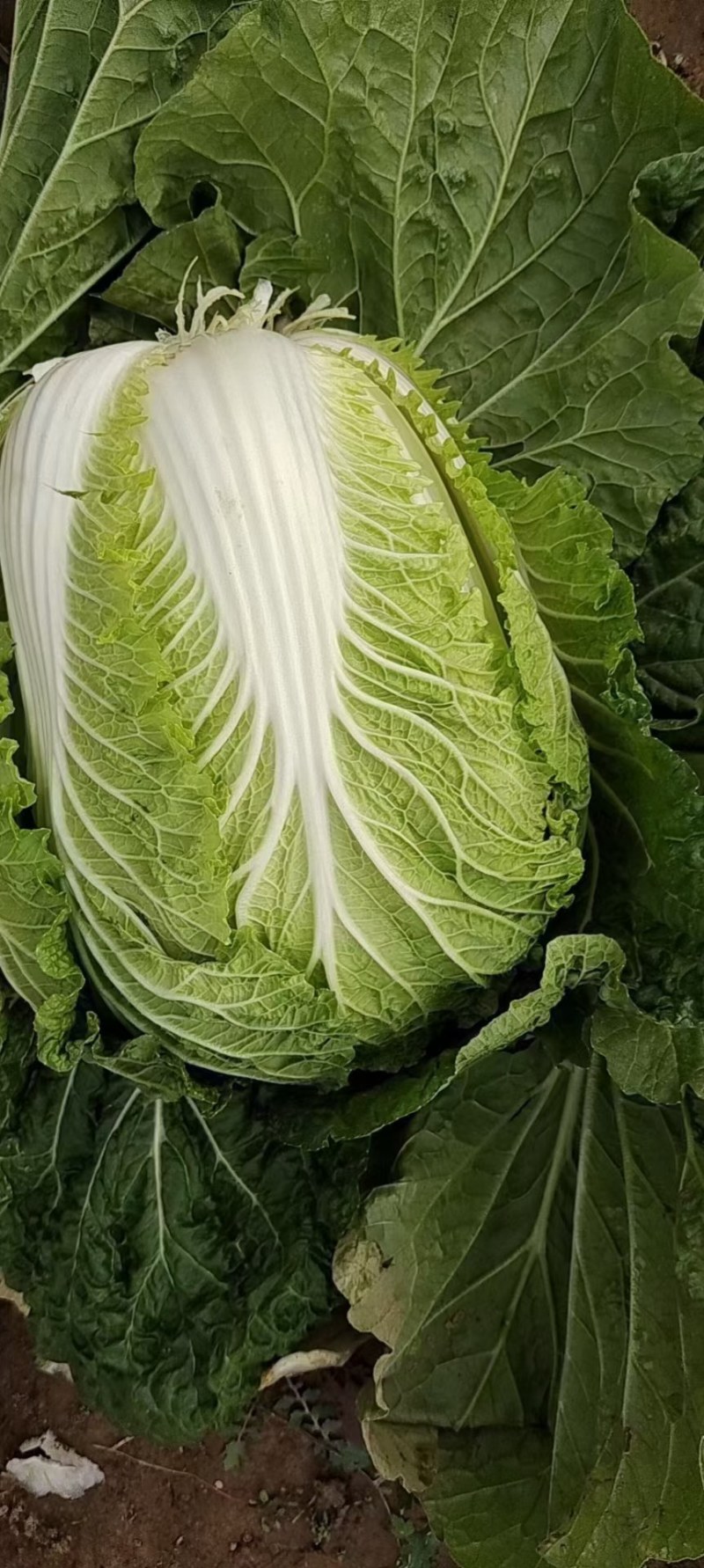中卫市沙坡头区大白菜