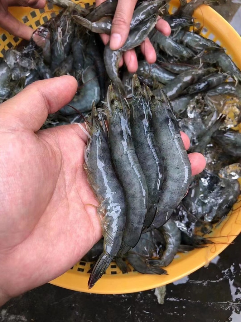 AAAAA级别青虾滑纯手打青虾滑味道鲜美一手直供