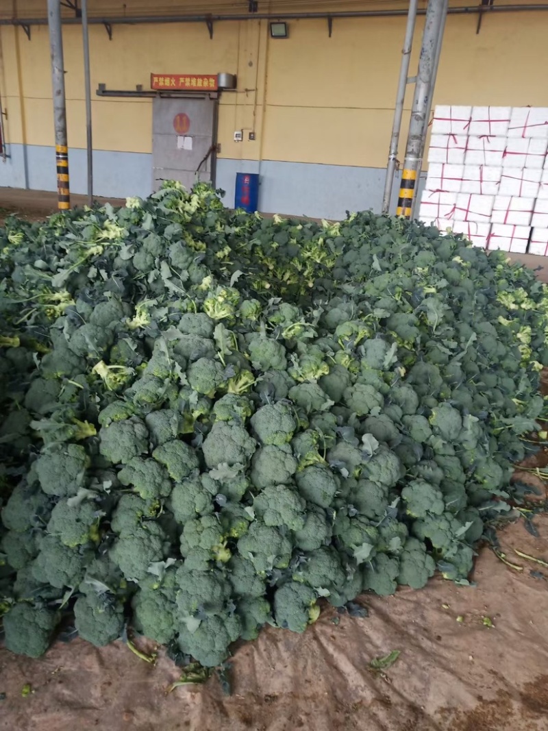 陕西西兰花大量上市，需要的朋友可以联系