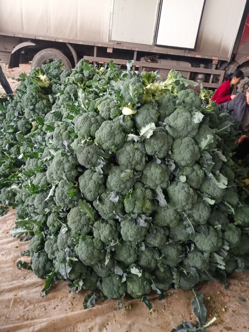 陕西西兰花大量上市，需要的朋友可以联系