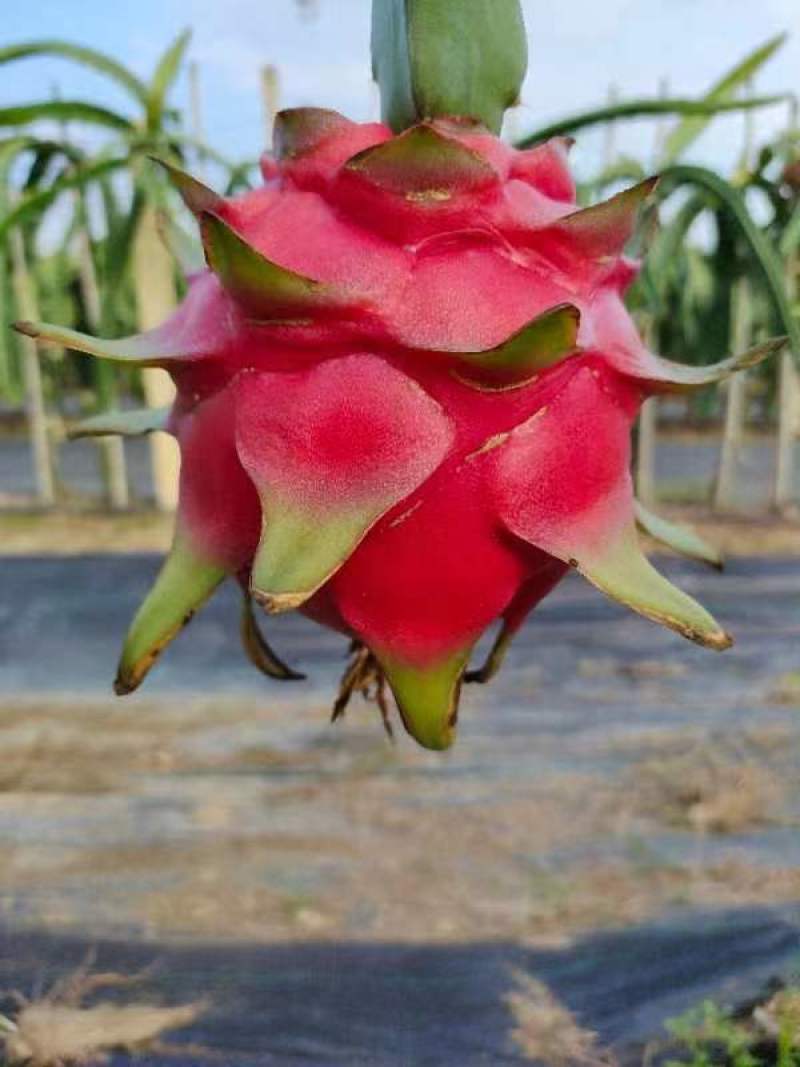 云南金都一号火龙果5斤一件代发包邮产地直发