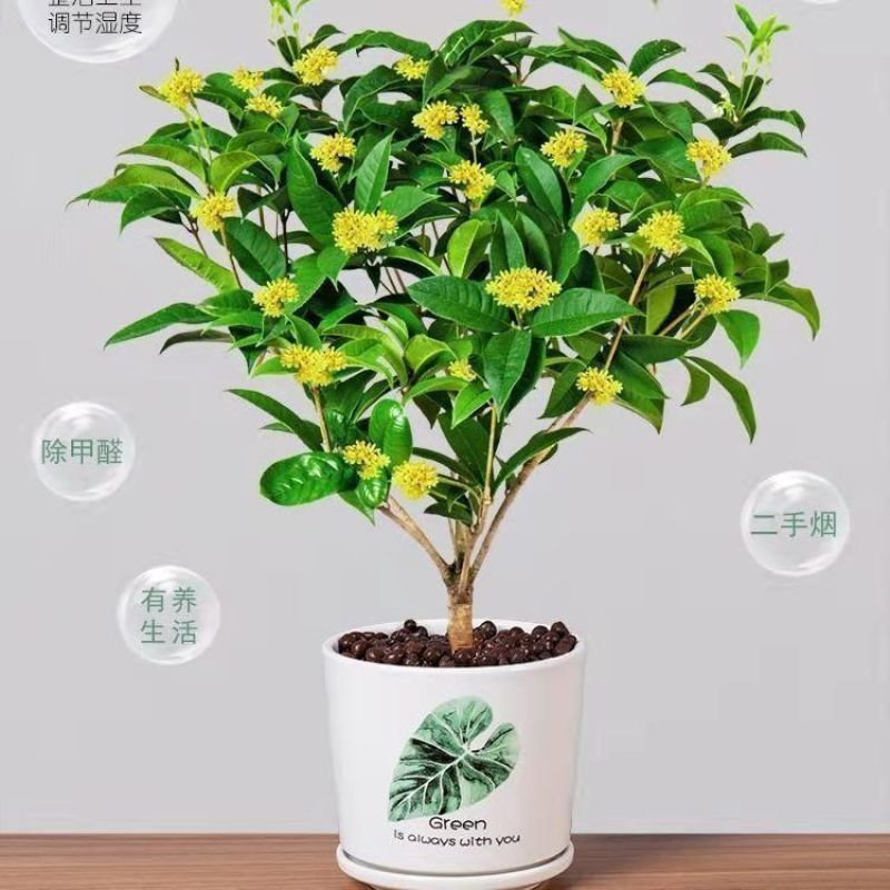 桂花树苗盆栽浓香型四季花开庭院阳台种植净化空气好养桂花树