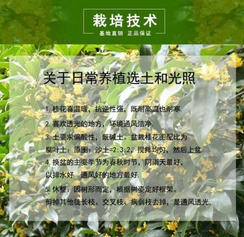 桂花树苗盆栽浓香型四季花开庭院阳台种植净化空气好养桂花树