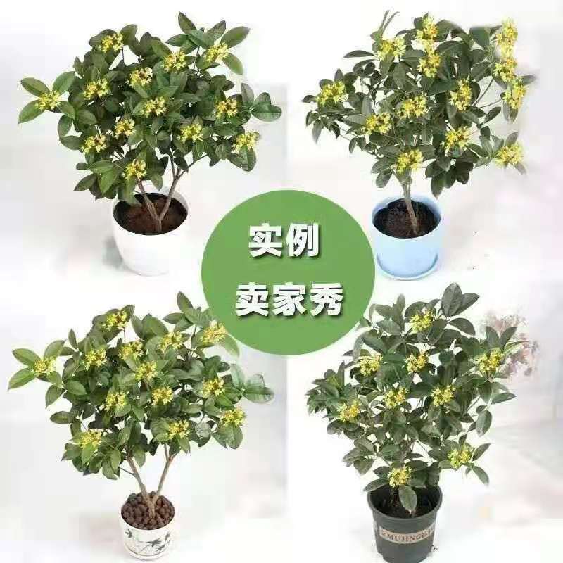 桂花树苗盆栽浓香型四季花开庭院阳台种植净化空气好养桂花树