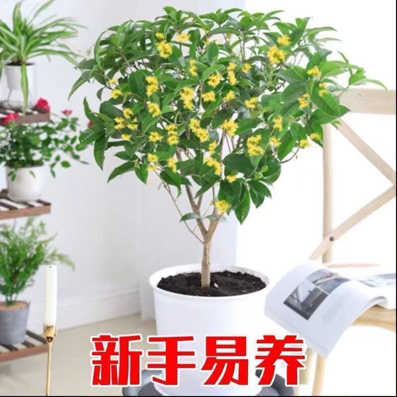 桂花树苗盆栽浓香型四季花开庭院阳台种植净化空气好养桂花树