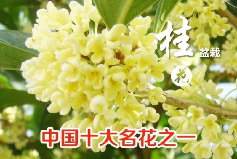 桂花树苗盆栽浓香型四季花开庭院阳台种植净化空气好养桂花树