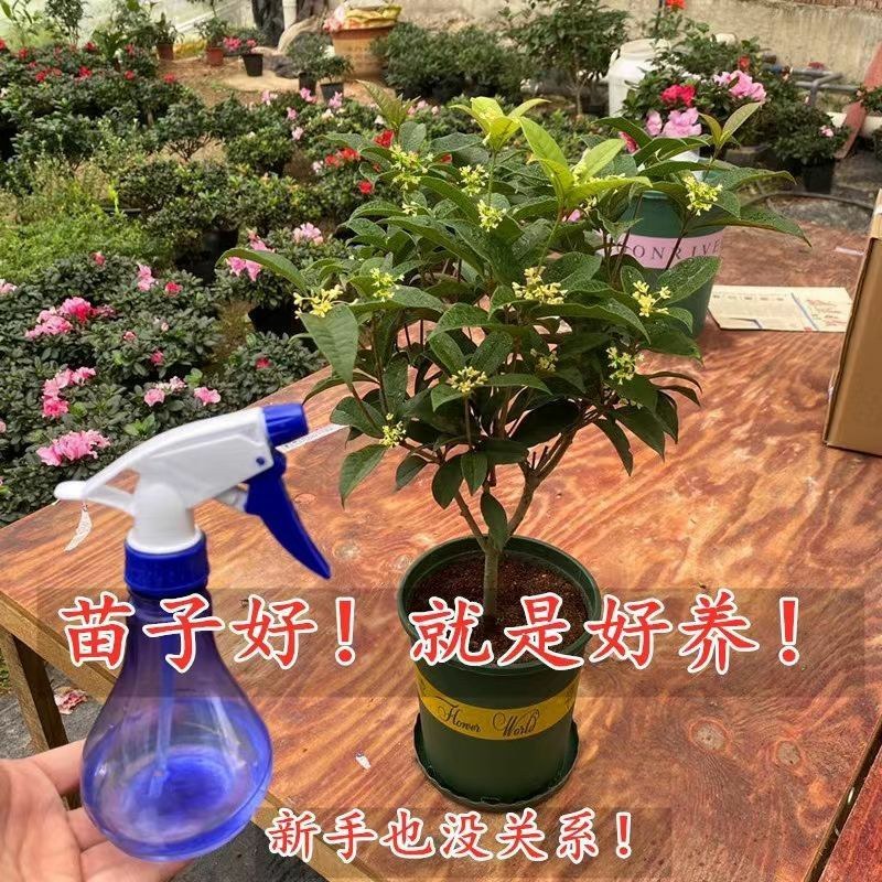 桂花树苗盆栽浓香型四季花开庭院阳台种植净化空气好养桂花树