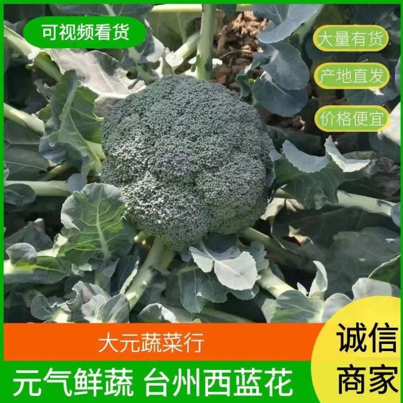 精品西兰花，美青，结青80，，台绿，国王，货源充足，，
