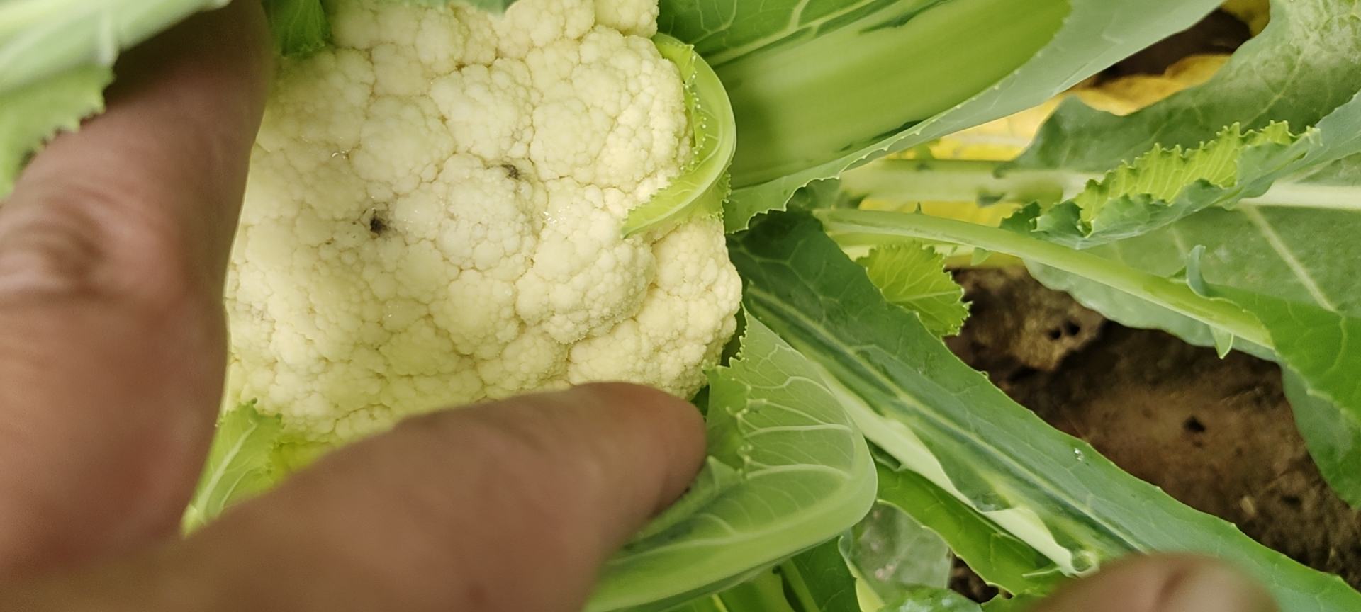 松花菜与野菜费菜的营养对比图表