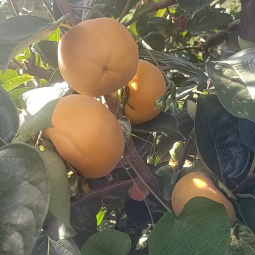 大量销售阳丰甜柿