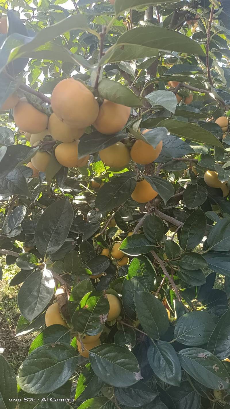 大量销售阳丰甜柿
