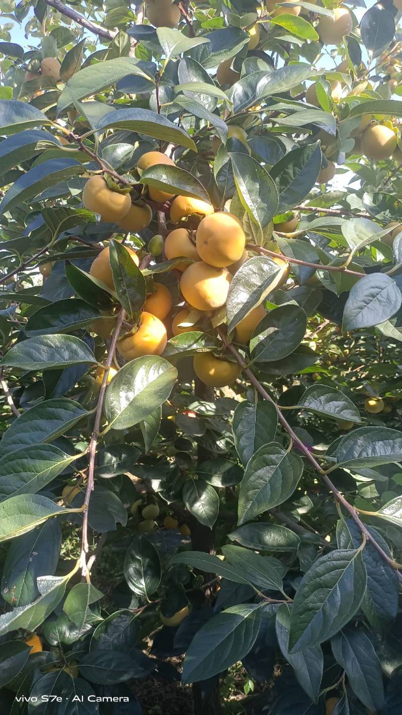 大量销售阳丰甜柿