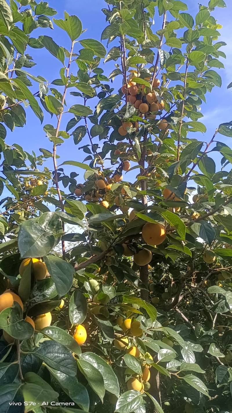 大量销售阳丰甜柿