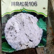 高产优质耐寒性强，青梗有机松花菜苗，川岛松花106