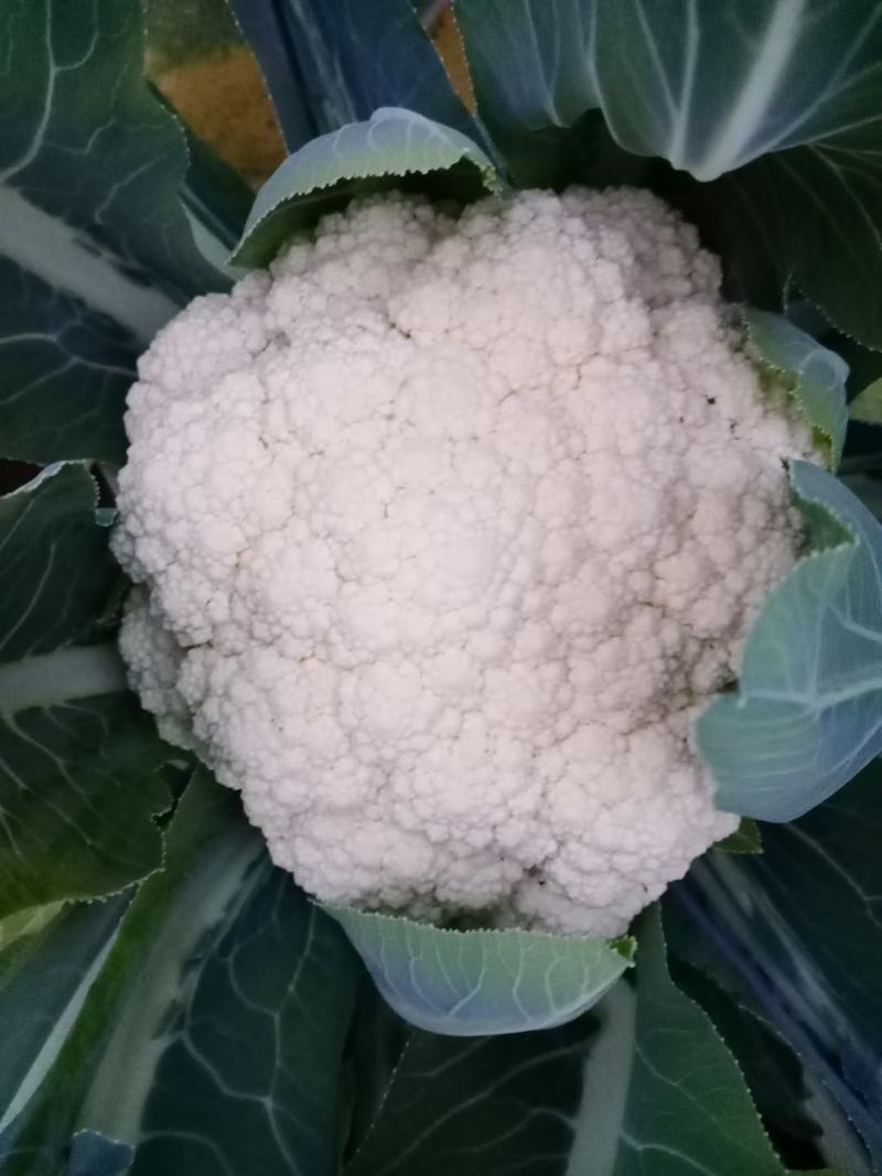 高产优质耐寒性强，青梗有机松花菜苗，川岛松花106