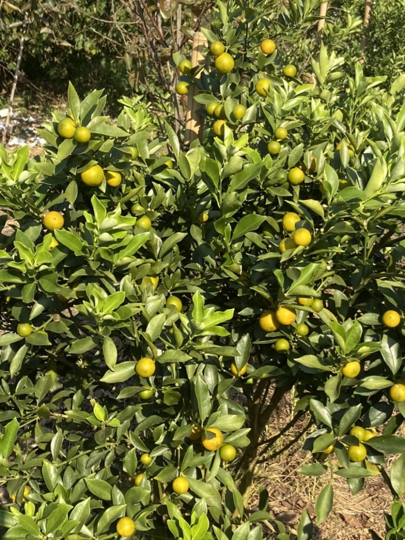 脆蜜金桔、细嫩香甜，甜度高