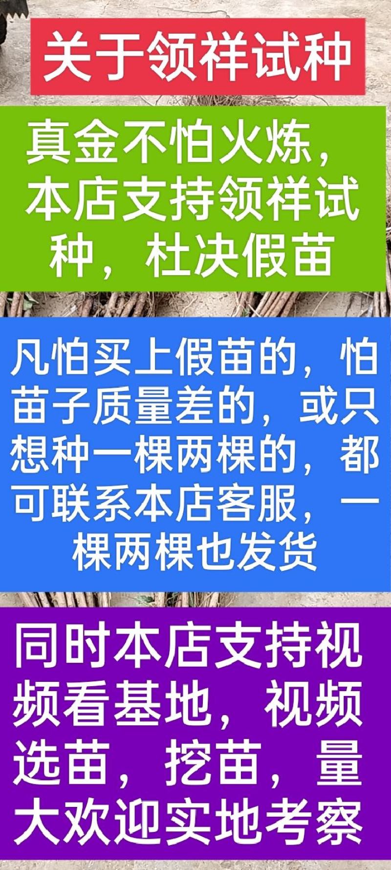 李子苗蜂糖李苗贵州蜂糖李苗贵州原产地发货